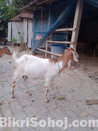 ছাগল বিক্রি